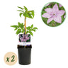 Clematis Hagley Hybrid