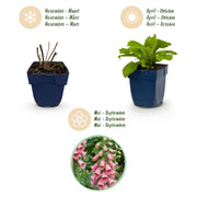 Digitalis mertonensis - Vingerhoedskruid - Schaduw - Roze - 6 Planten