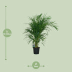 Detailfoto van Dypsis Lutescens 120