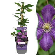 Clematis &
