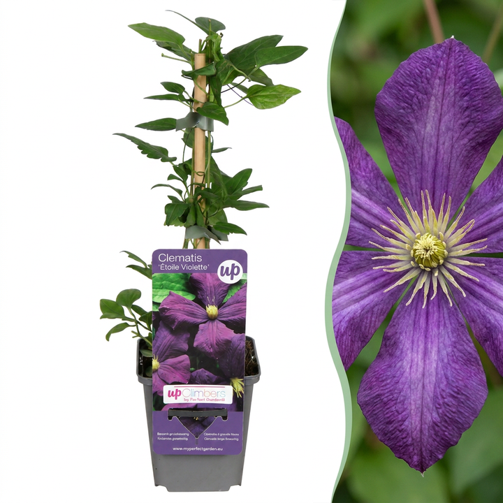Clematis &