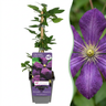 Clematis 'Etoile Violette' - paarse bosrank - set van 6 - Ø9 cm