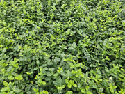 Euonymus fort. &