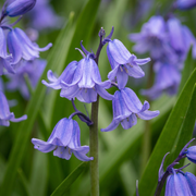 Wilde hyacint Hyacinthoides non-scripta, blauw