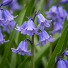 Wilde hyacint Hyacinthoides non-scripta, blauw
