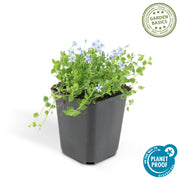 Isotoma fluviatilis