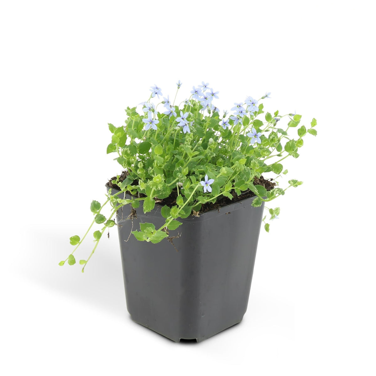 Isotoma fluviatilis, groeiwijze van de plant