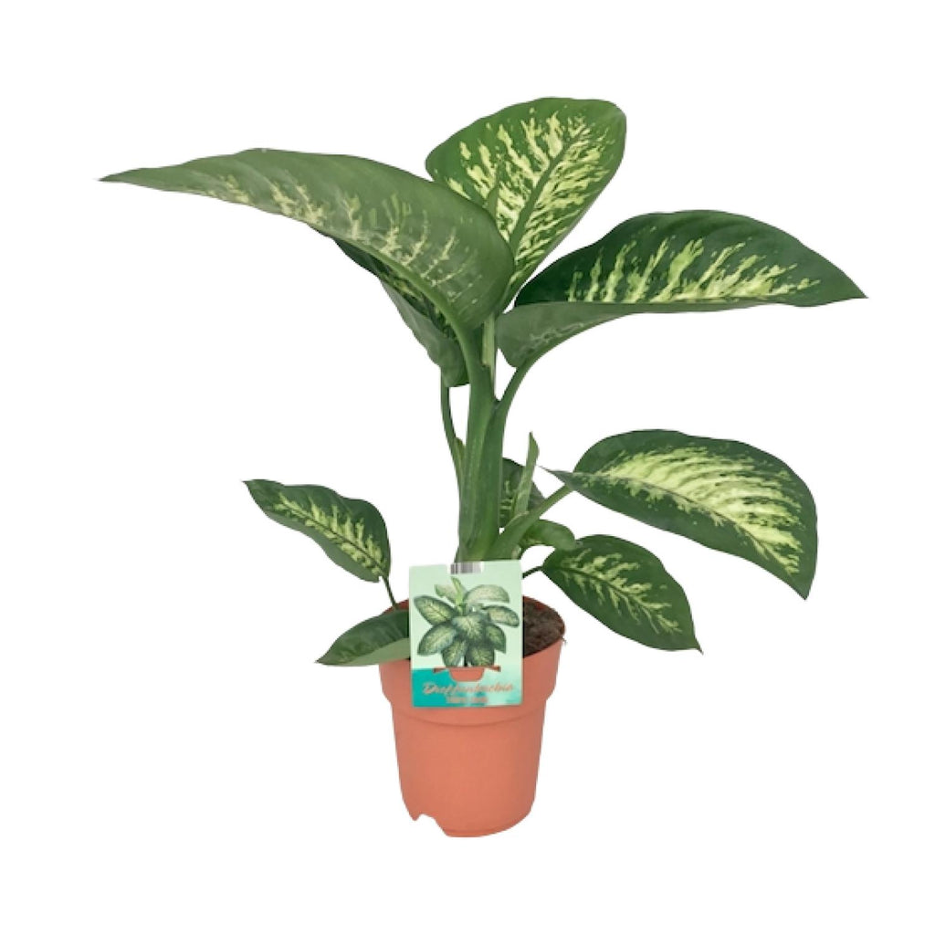 Productfoto van Dieffenbachia Seguine Tropic Snow