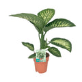 Productfoto van Dieffenbachia Seguine Tropic Snow