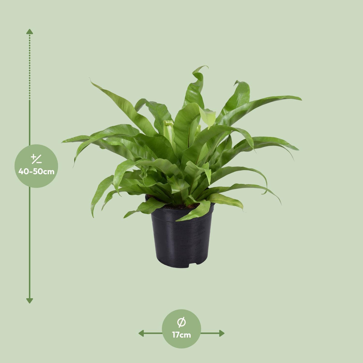 Detailfoto van Asplenium Antiquum