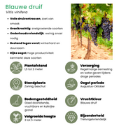 Fruitplanten mix &