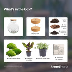 DIY Planten terrarium (met licht) - Teddy - Met ledkurk, kenmerkend blad