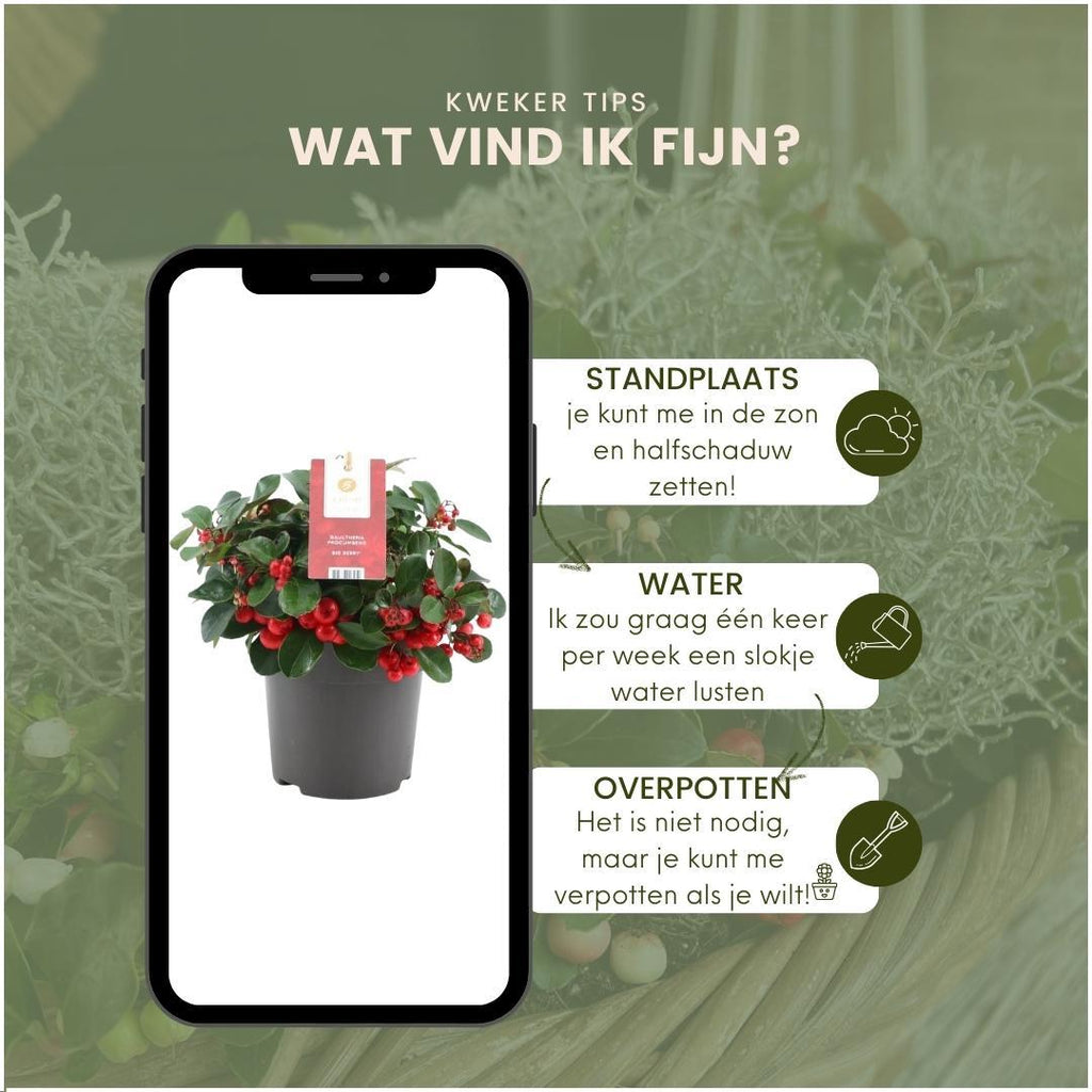 Productafbeelding van Pureplant