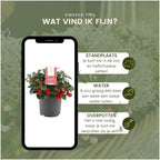 Productafbeelding van Pureplant