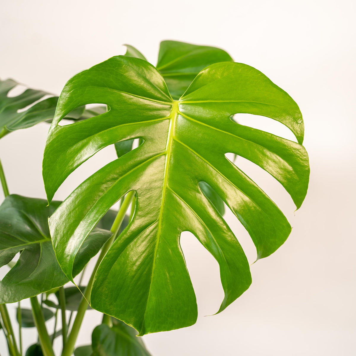 Detailfoto van Monstera Deliciosa
