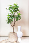 Kunstplant Dracaena drakenboom, tweekleurig blad, 155 cm