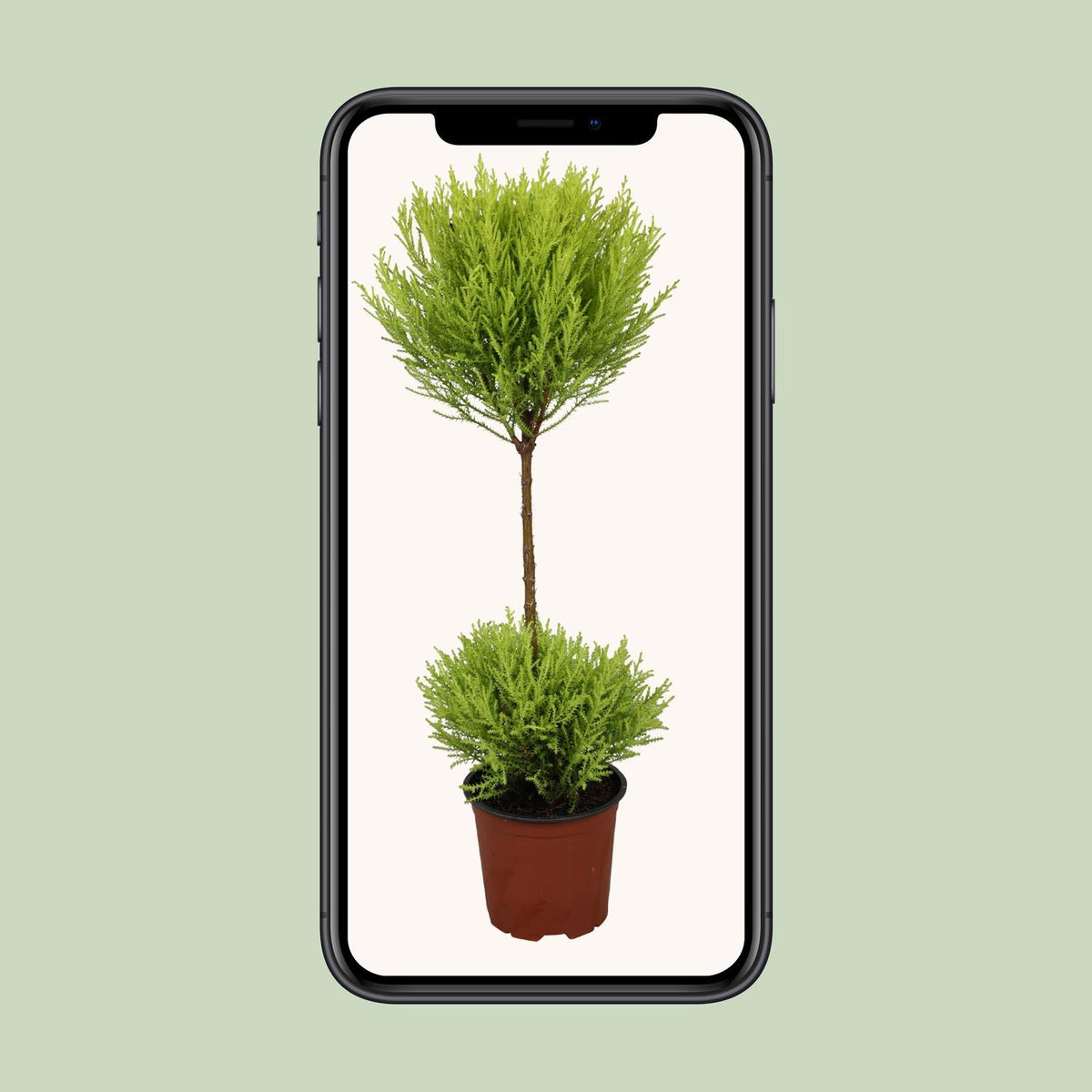 Detailfoto van Cupressus Goldcrest Wilma
