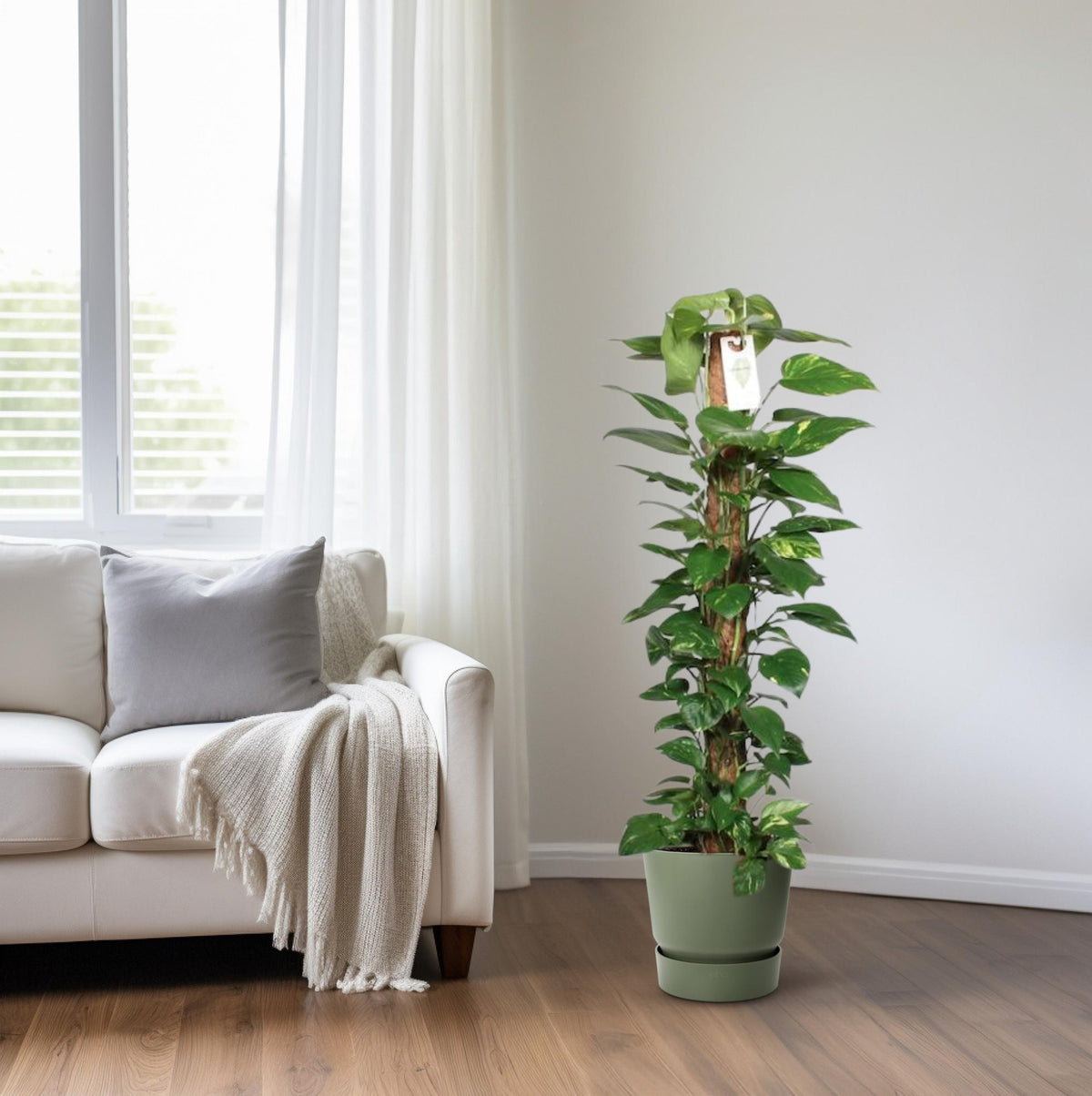 Productfoto van Epipremnum Pinnatum Mosstok Scindapsus