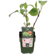 Actinidia delciosioa &