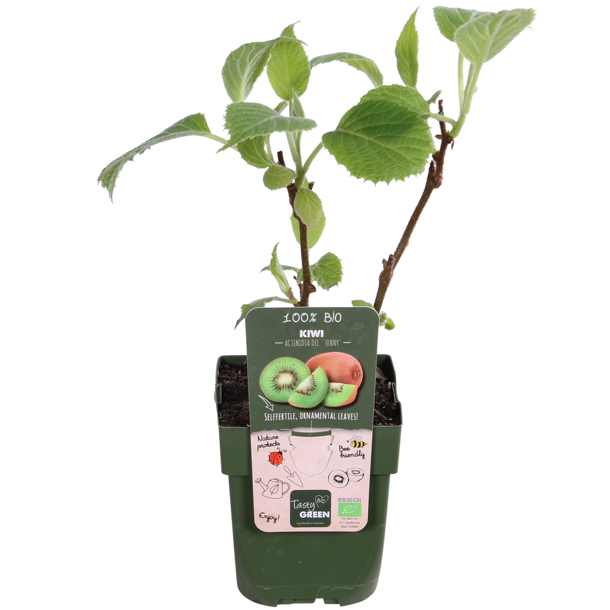 Detailfoto van Actinidia delciosioa 'Jenny' - Kiwi