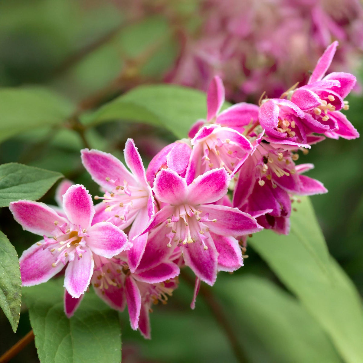 Deutzia hybrida Strawbery Fields, groene bladeren
