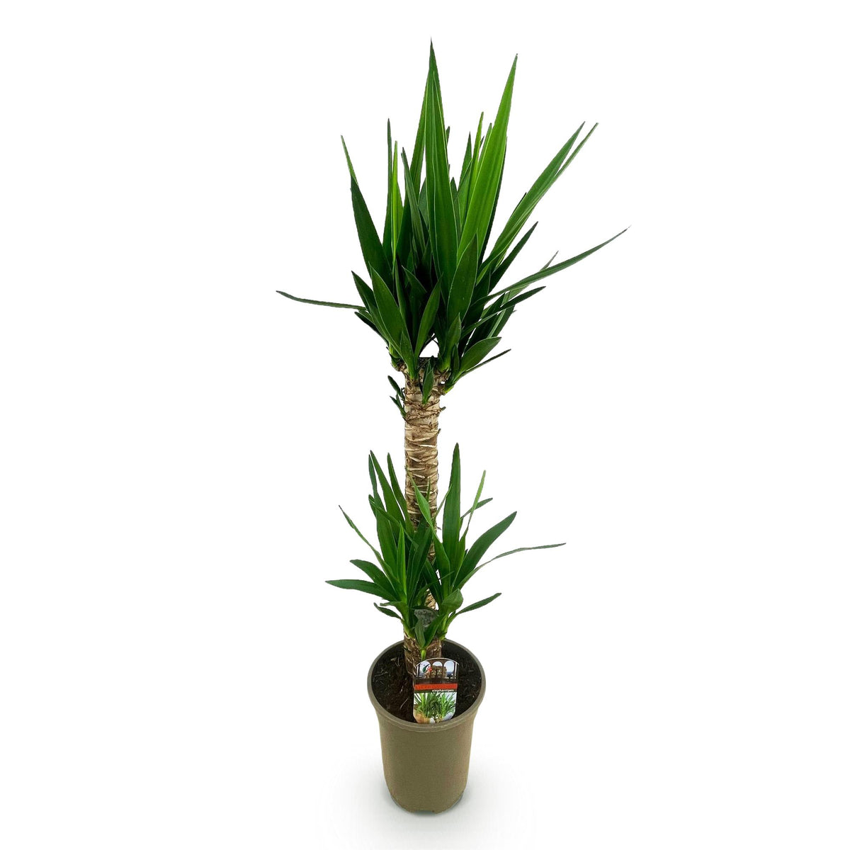 Yucca elephantipes, 95 cm hoog, gezonde plant