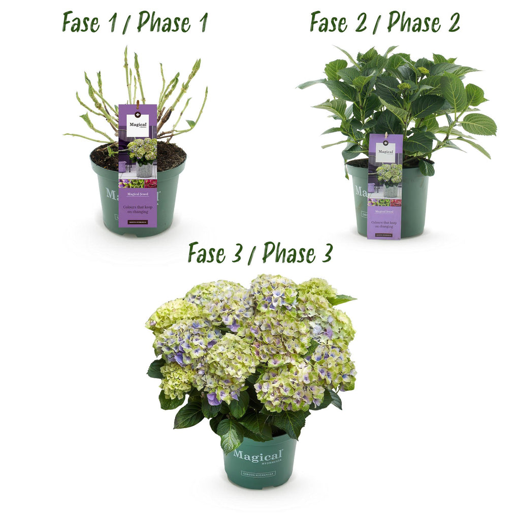 Hortensia Hydrangea Magical Jewel Blue, groeiwijze van de plant