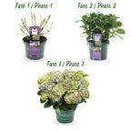 Hortensia Hydrangea Magical Jewel Blue, groeiwijze van de plant