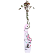 3x - Rosa Crazy in love &