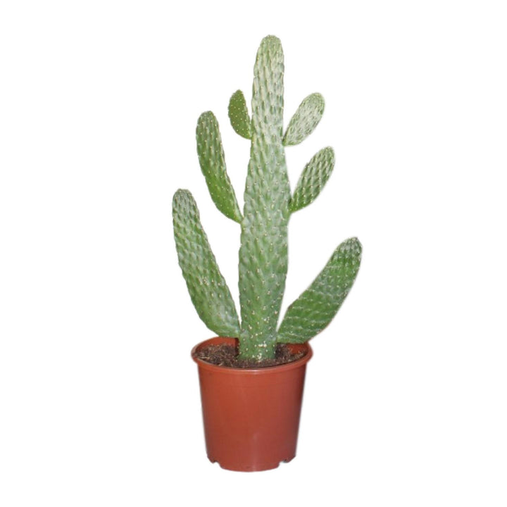 Opuntia Consolea