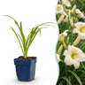 Daglelie Arctic Snow, 6x met crème bloemen