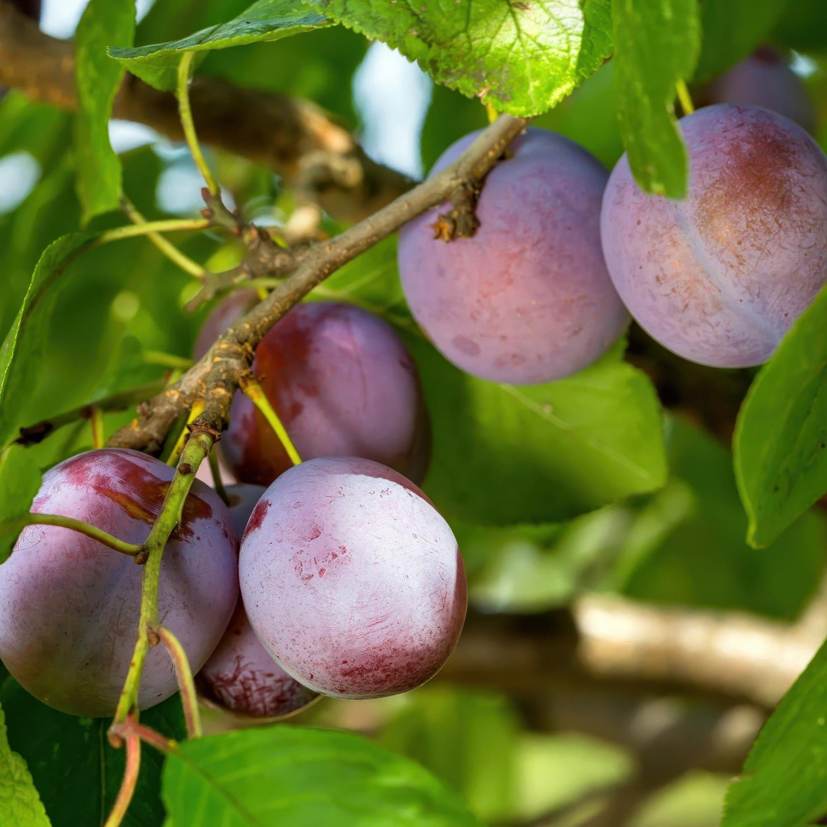 Prunus domestica Opal, plant in pot