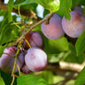 Prunus domestica Opal