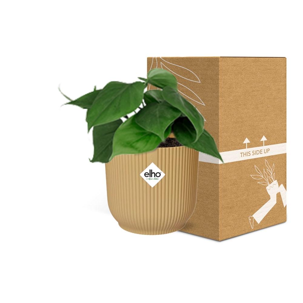 Detailfoto van Philodendron Scandens in ELHO Vibes Fold 14cm geel