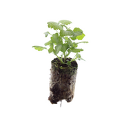 Dovenetel Lamium, bodembedekker om zelf te kweken, 6 pluggen