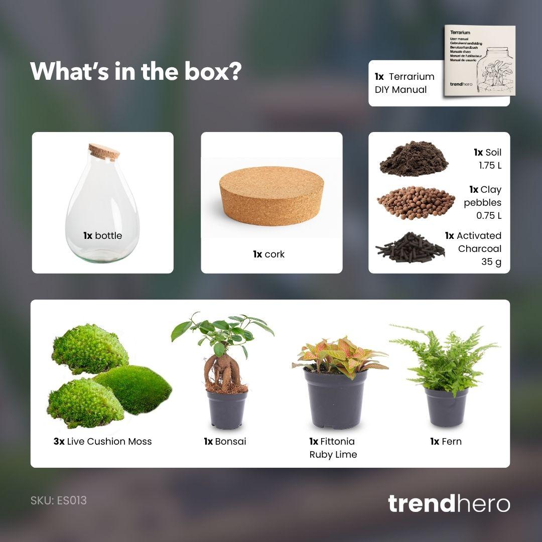 Detailfoto van DIY terrarium Drop XL Bonsai Red, zonder gereedschap