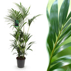 Howea Forsteriana, detail van het blad