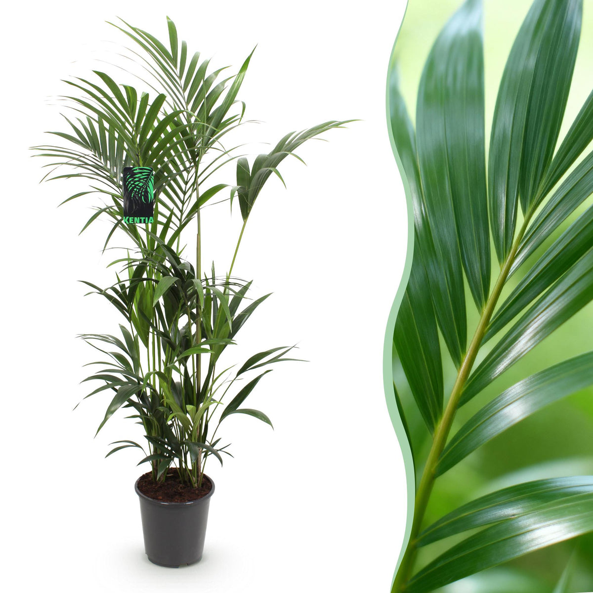 Howea Forsteriana, detail van het blad