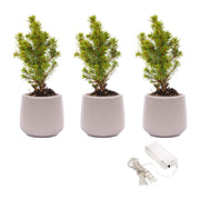 Mini-kerstboompjes, set van 3 in pot Joey met 20 ledlampjes