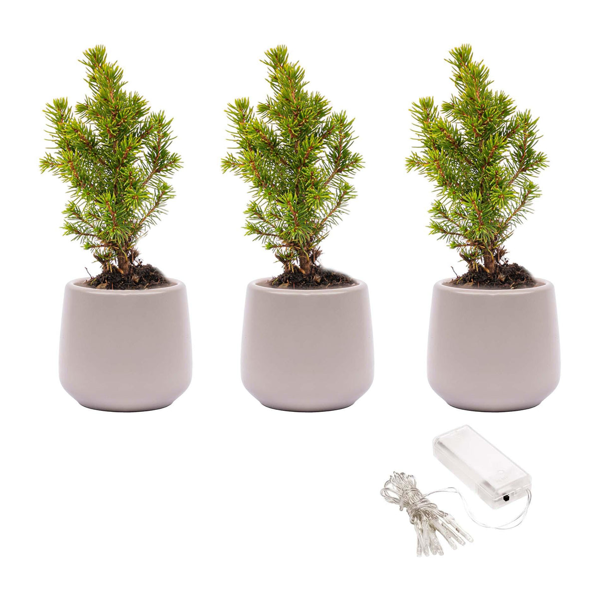 Detailfoto van Mini-kerstboompjes, set van 3 in pot Joey met 20 ledlampjes