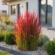 Imperata cylindrica Red Baron - Japans bloedgras - Rode uitlopers - Rood - 6 Planten