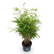 Fargesia rufa, 80 cm hoog