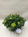Hydrangea Early Blue