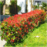 1 meter Glansmispel haag - Photinia fraseri 'Little Red Robin' - Set van 6 haagplanten - Groenblijvende haag