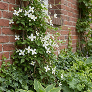 Clematis montana &