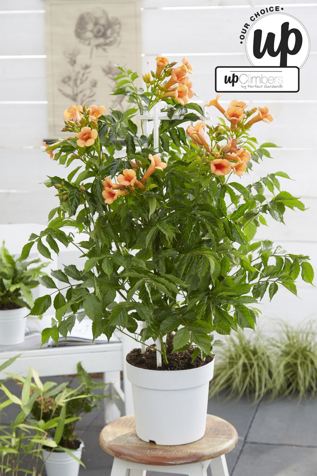 Detailfoto van Campsis Indian Summer - Trompetbloem Oranje