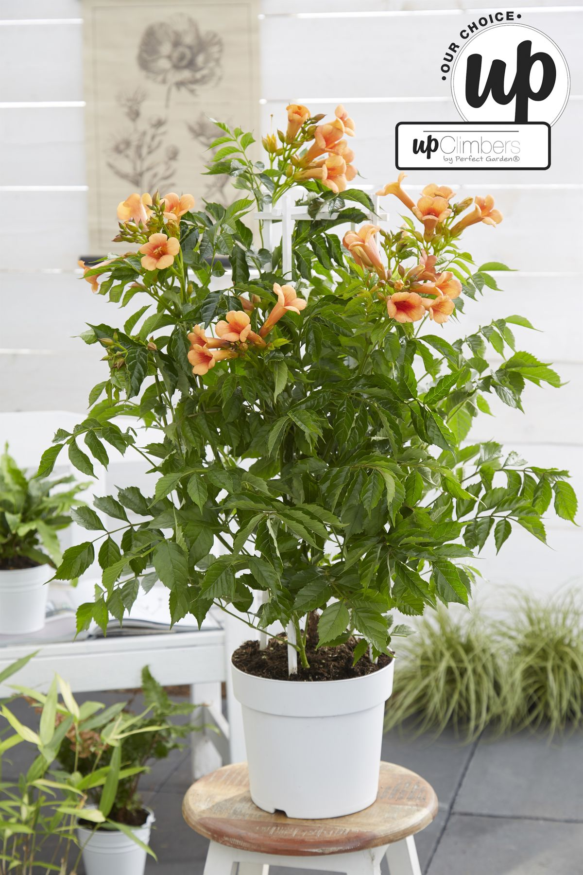 Detailfoto van Campsis Indian Summer - Trompetbloem Oranje