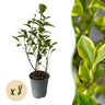 Ligustrum ovalifolium Aureum