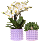 Plantenset Poppy Paars, groene bladeren
