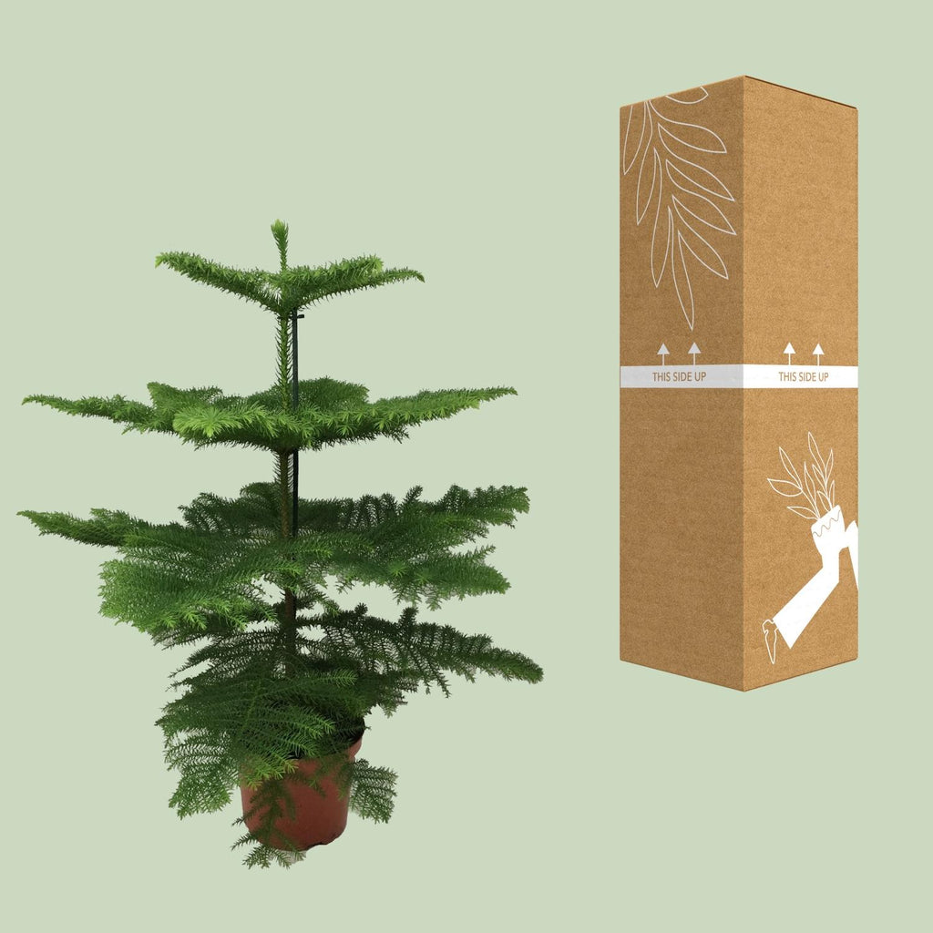 Detailfoto van Kamerden Araucaria heterophylla, stekelige takken, 70 cm